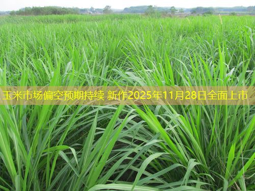 玉米市场偏空预期持续 新作2025年11月28日全面上市