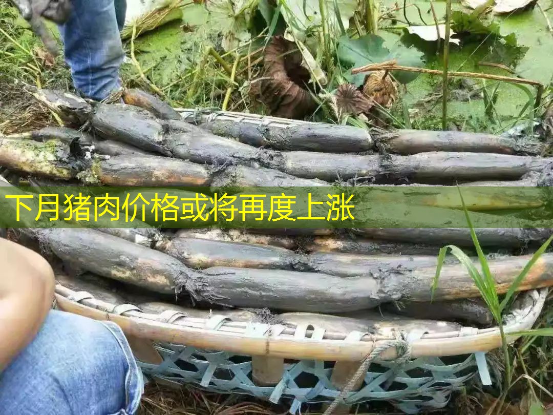 下月猪肉价格或将再度上涨