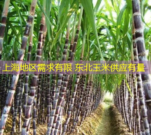 上海地区需求有限 东北玉米供应有量