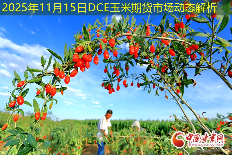 2025年11月15日DCE玉米期货市场动态解析