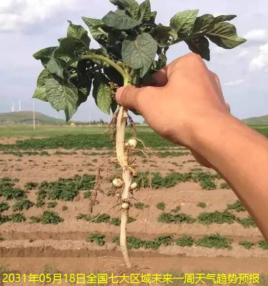 2031年05月18日全国七大区域未来一周天气趋势预报
