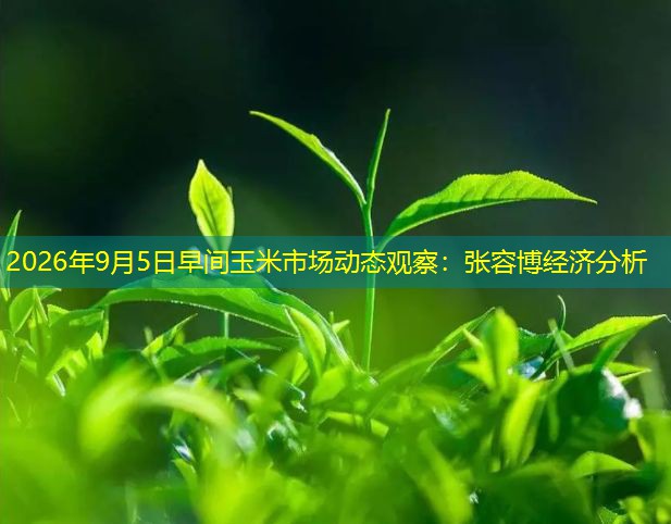 2026年9月5日早间玉米市场动态观察：张容博经济分析