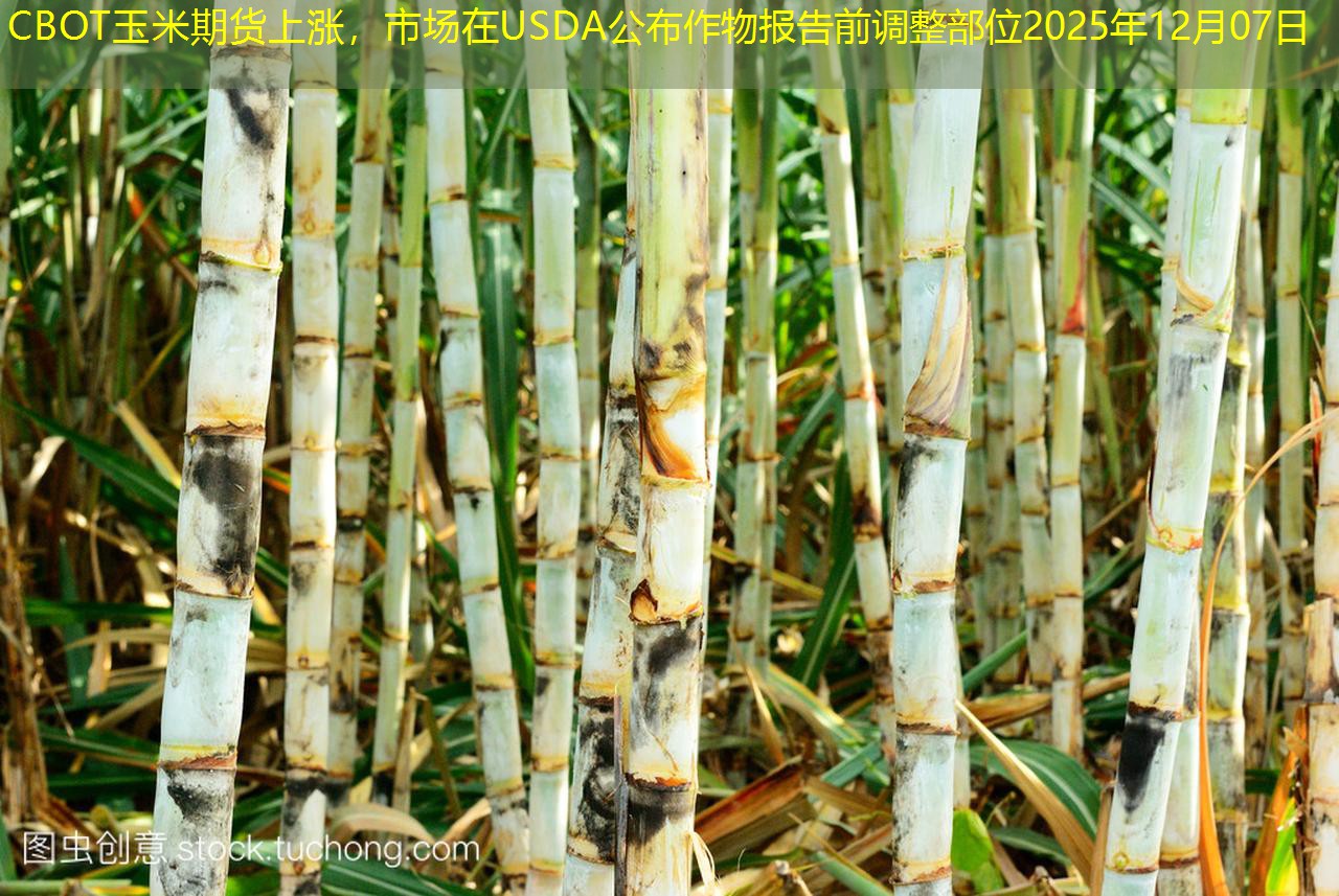 CBOT玉米期货上涨，市场在USDA公布作物报告前调整部位2025年12月07日