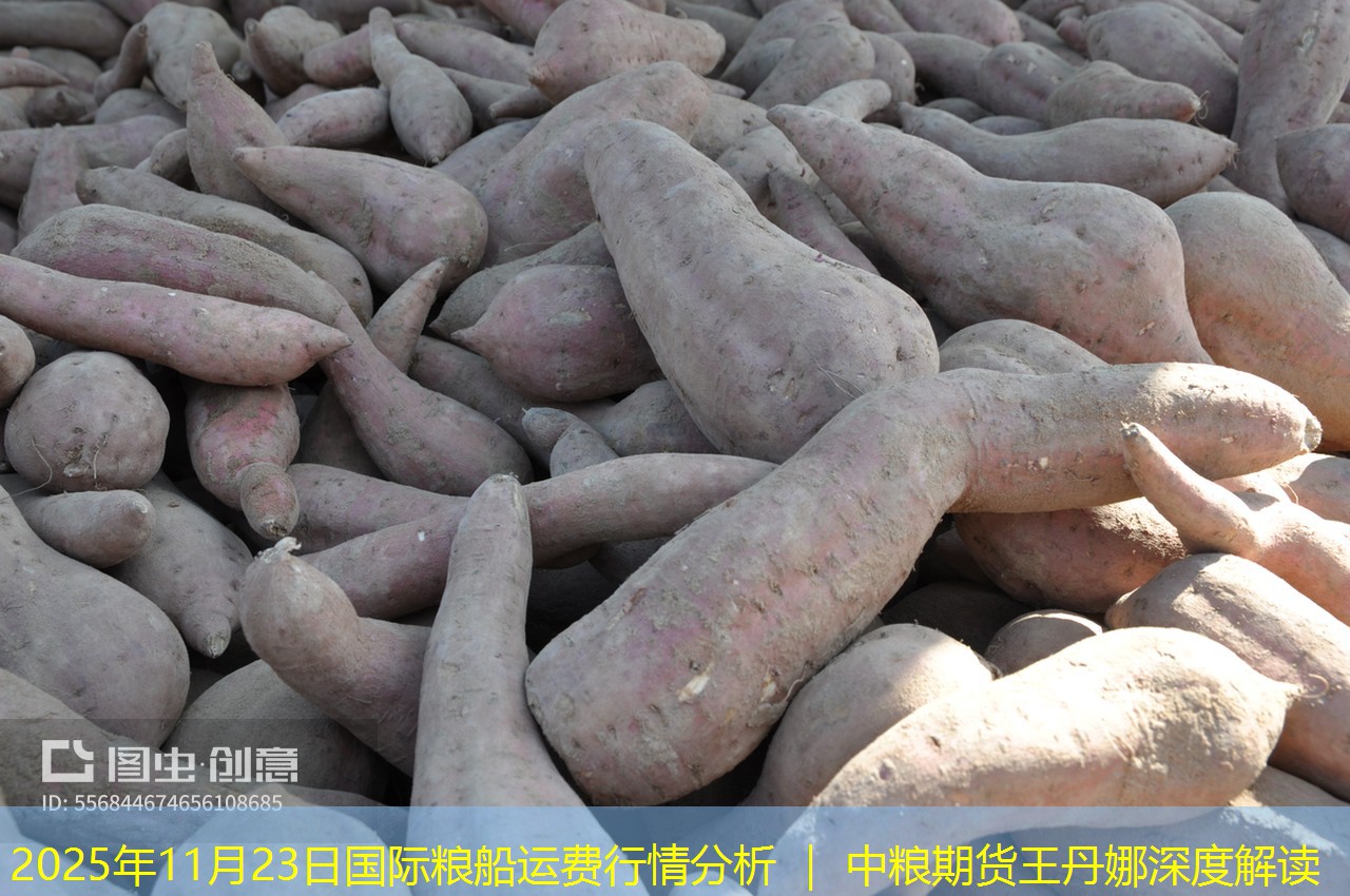 2025年11月23日国际粮船运费行情分析 ｜ 中粮期货王丹娜深度解读