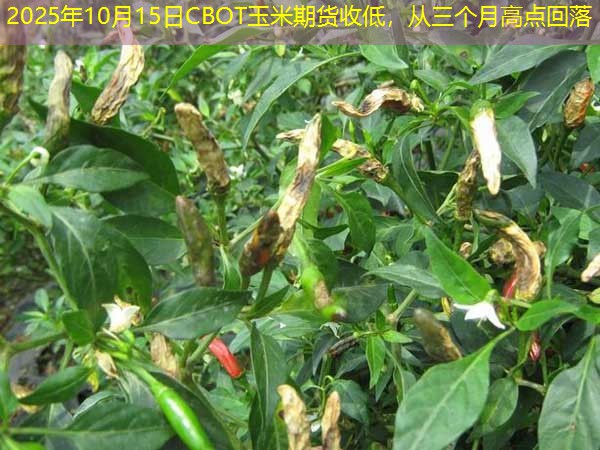 2025年10月15日CBOT玉米期货收低，从三个月高点回落