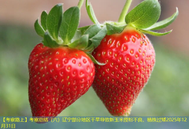 【考察路上】考察总结（六）辽宁部分地区干旱导致新玉米授粉不良、植株过矮2025年12月31日