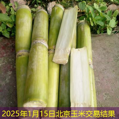 2025年1月15日北京玉米交易结果