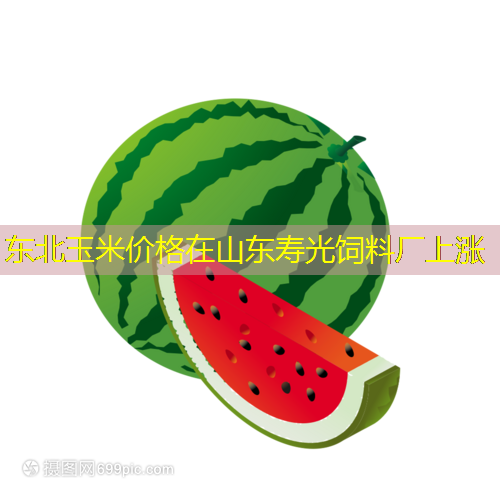 东北玉米价格在山东寿光饲料厂上涨