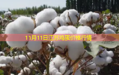 11月11日江苏鸡蛋价格行情