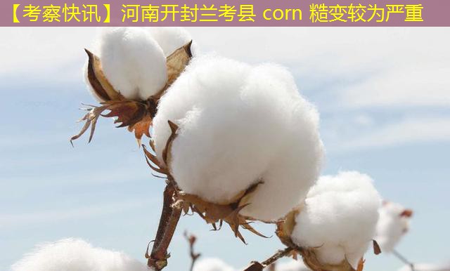 【考察快讯】河南开封兰考县 corn 糙变较为严重