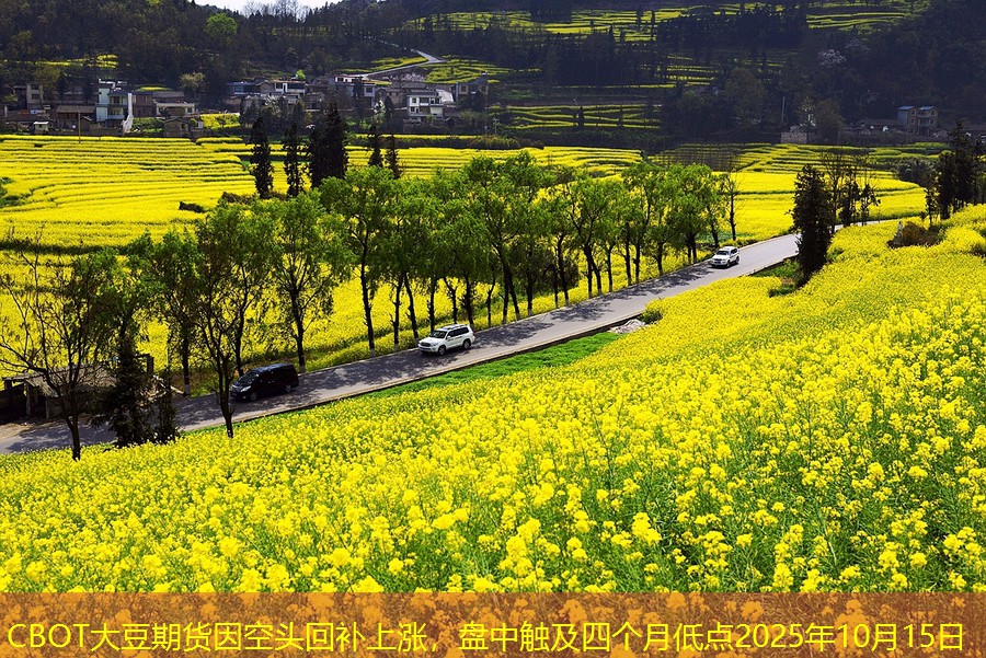 CBOT大豆期货因空头回补上涨，盘中触及四个月低点2025年10月15日