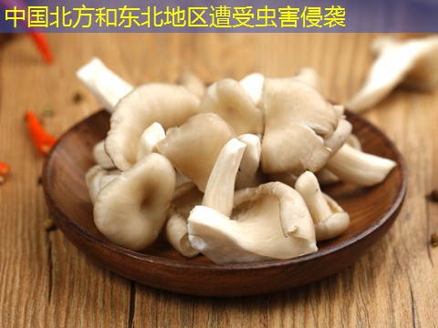 中国北方和东北地区遭受虫害侵袭