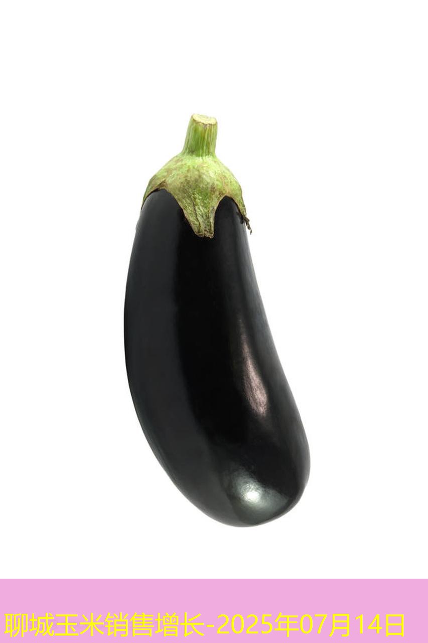 聊城玉米销售增长-2025年07月14日