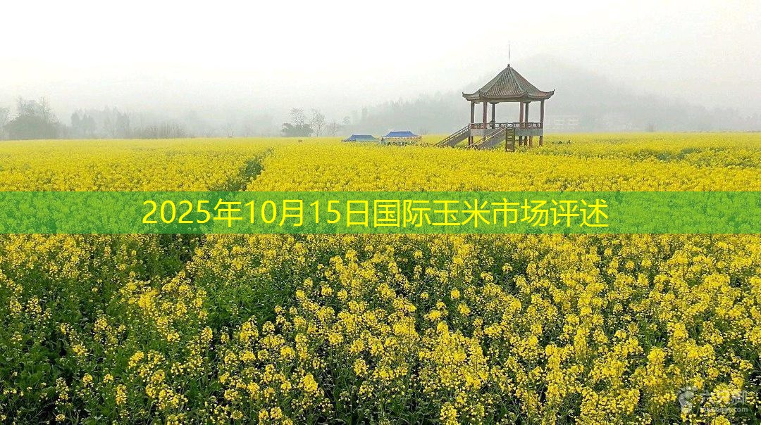 2025年10月15日国际玉米市场评述