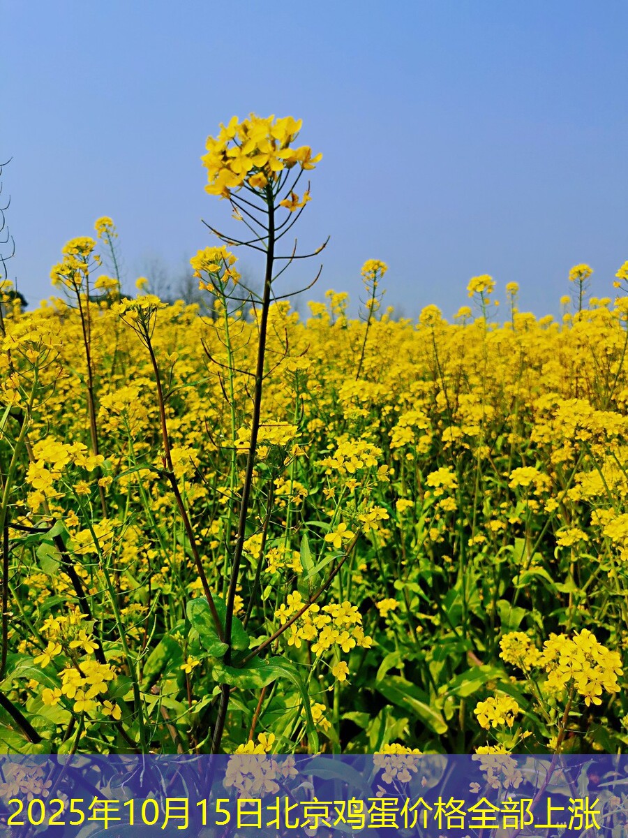 2025年10月15日北京鸡蛋价格全部上涨