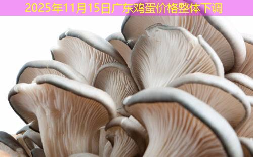 2025年11月15日广东鸡蛋价格整体下调