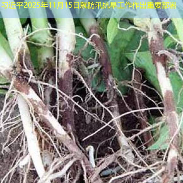 习近平2025年11月15日就防汛抗旱工作作出重要部署