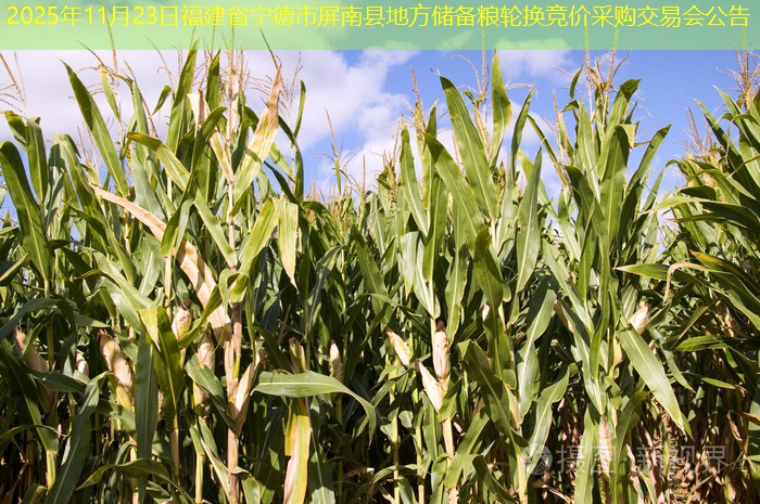 2025年11月23日福建省宁德市屏南县地方储备粮轮换竞价采购交易会公告
