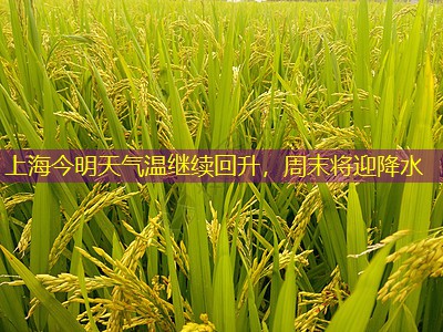 上海今明天气温继续回升，周末将迎降水