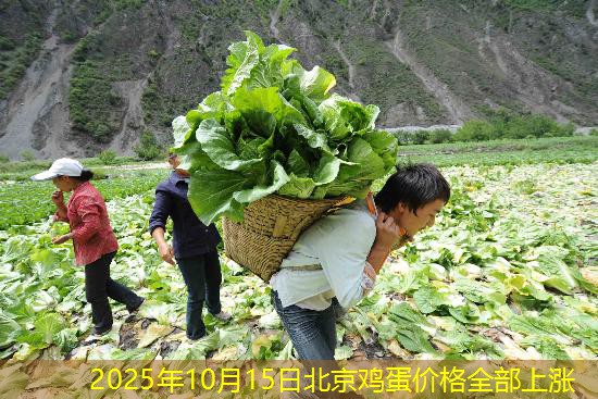 2025年10月15日北京鸡蛋价格全部上涨