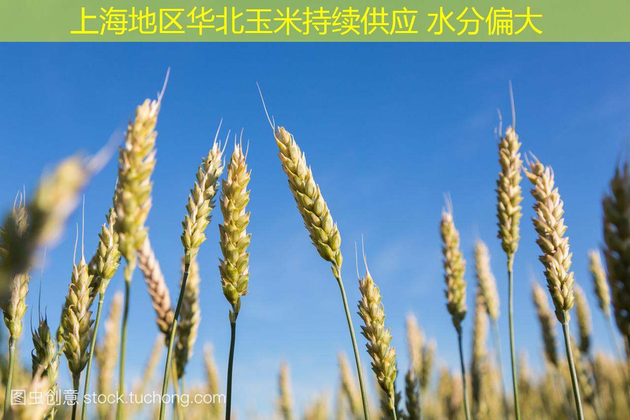 上海地区华北玉米持续供应 水分偏大