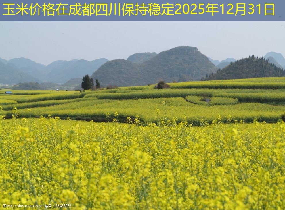 玉米价格在成都四川保持稳定2025年12月31日