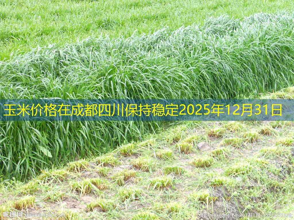 玉米价格在成都四川保持稳定2025年12月31日