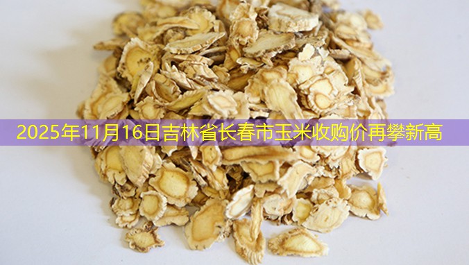 2025年11月16日吉林省长春市玉米收购价再攀新高