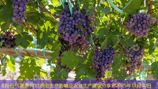 8月份气象条件对农业生产影响及农业生产建议分享到2025年11月30日