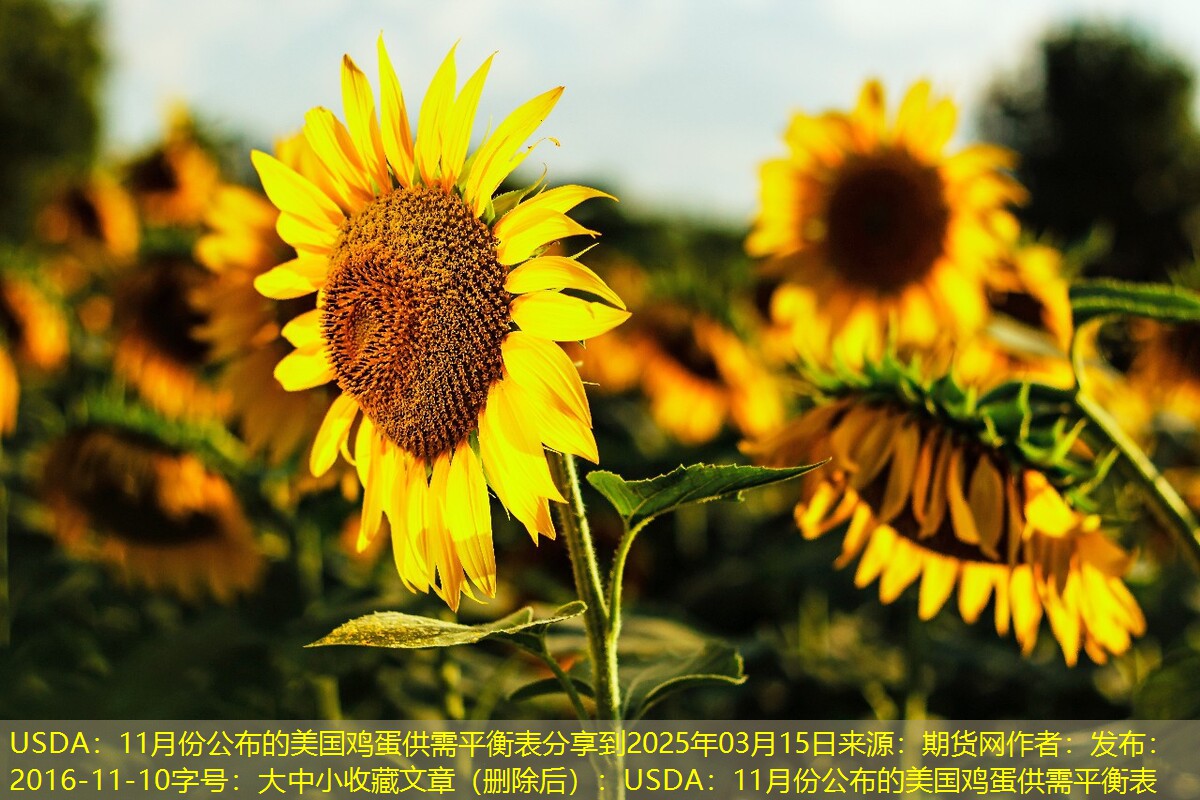 USDA：11月份公布的美国鸡蛋供需平衡表分享到2025年03月15日来源：期货网作者：发布：2016-11-10字号：大中小收藏文章（删除后）：USDA：11月份公布的美国鸡蛋供需平衡表