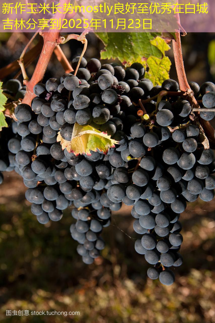 新作玉米长势mostly良好至优秀在白城吉林分享到2025年11月23日