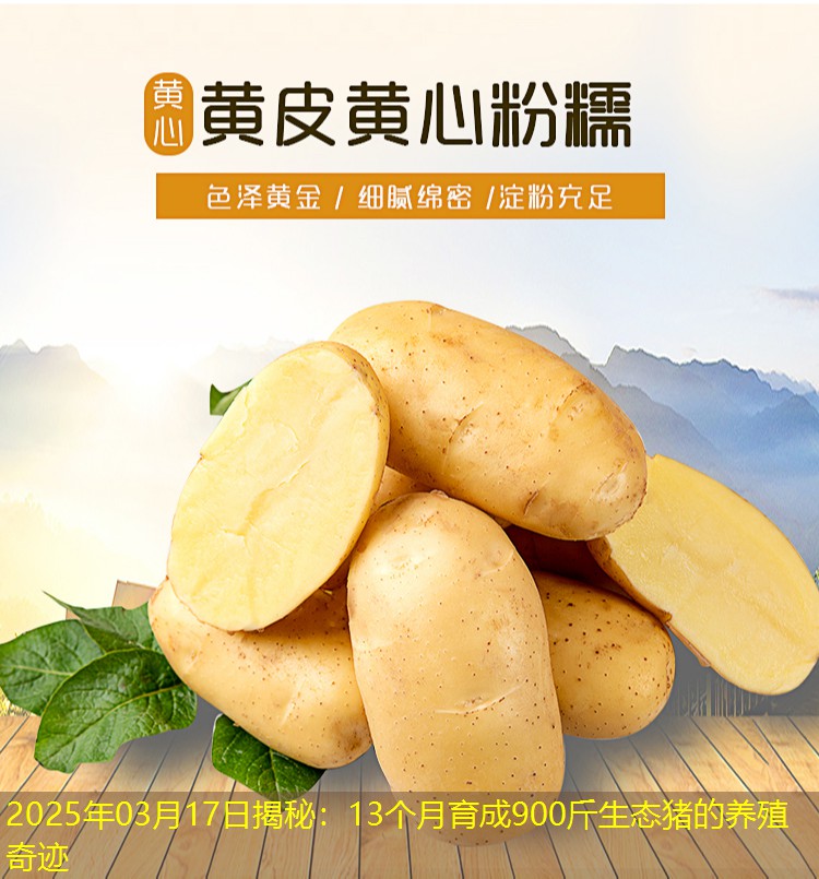 2025年03月17日揭秘：13个月育成900斤生态猪的养殖奇迹