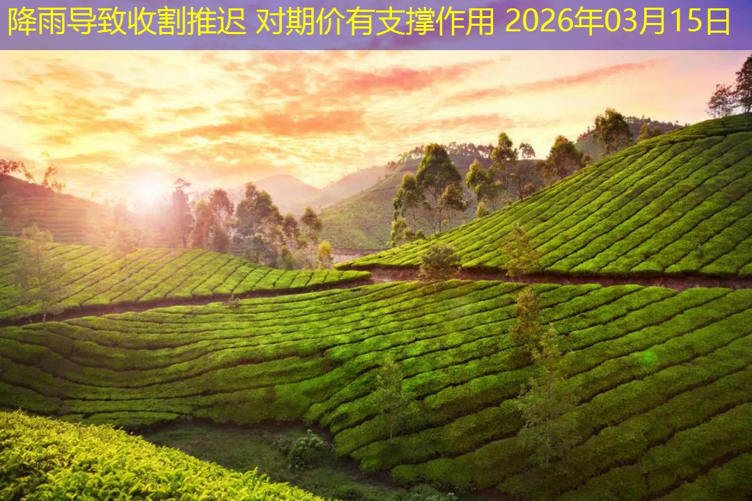 降雨导致收割推迟 对期价有支撑作用 2026年03月15日
