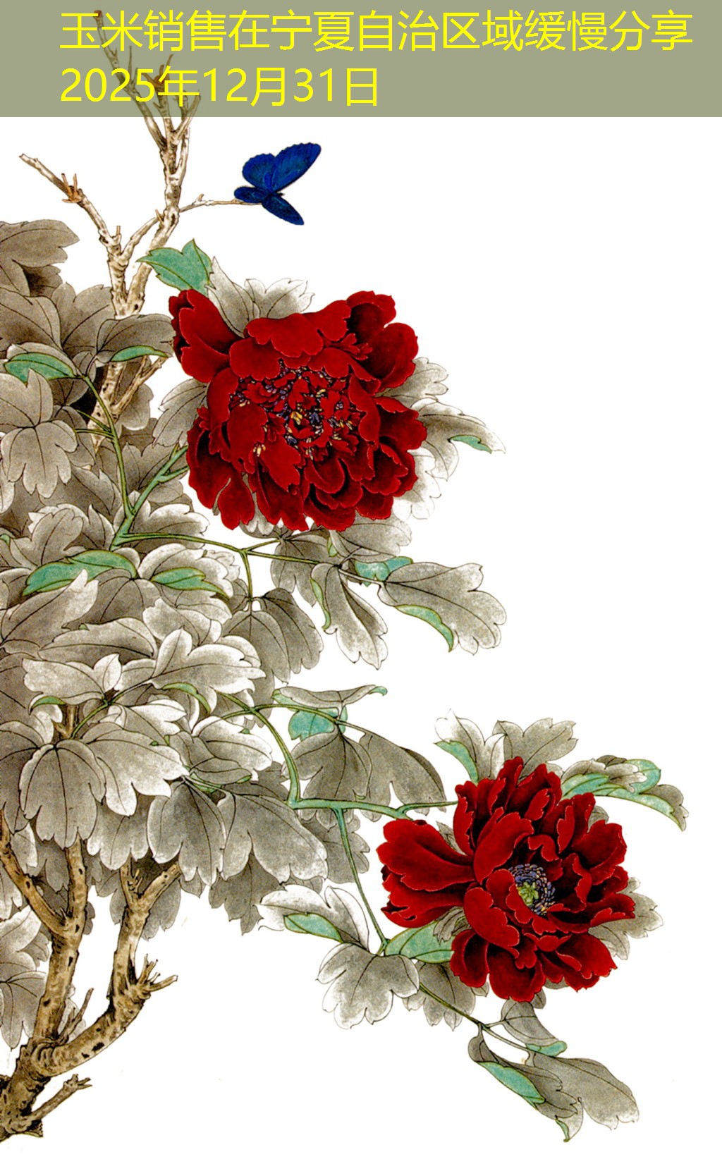 玉米销售在宁夏自治区域缓慢分享2025年12月31日