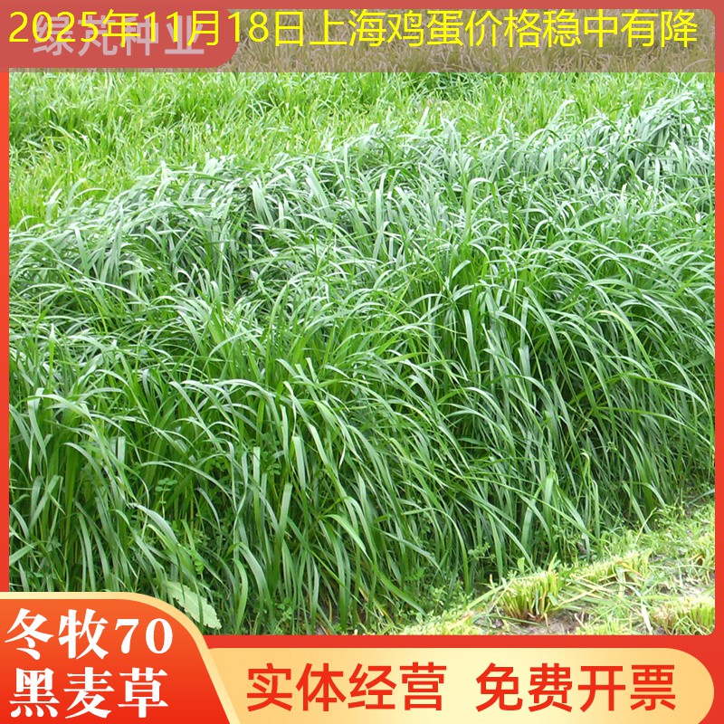 2025年11月18日上海鸡蛋价格稳中有降