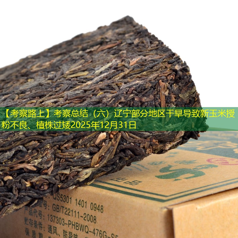 【考察路上】考察总结（六）辽宁部分地区干旱导致新玉米授粉不良、植株过矮2025年12月31日