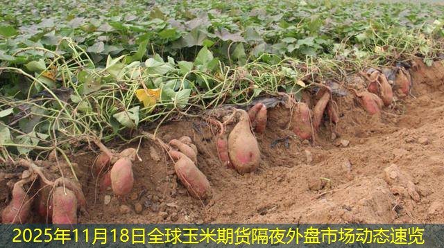 2025年11月18日全球玉米期货隔夜外盘市场动态速览