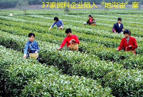 37家饲料企业陷入“地沟油”案