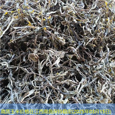 高质玉米价格在江西南昌保持稳定(2025年03月15日)