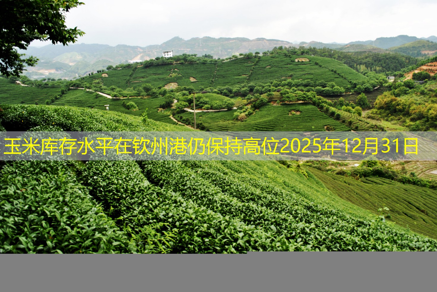 玉米库存水平在钦州港仍保持高位2025年12月31日