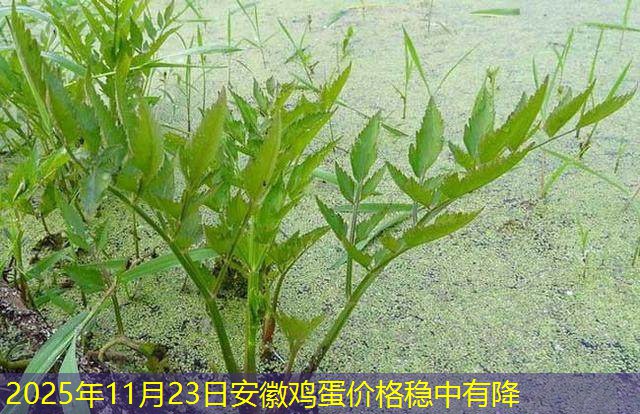 2025年11月23日安徽鸡蛋价格稳中有降