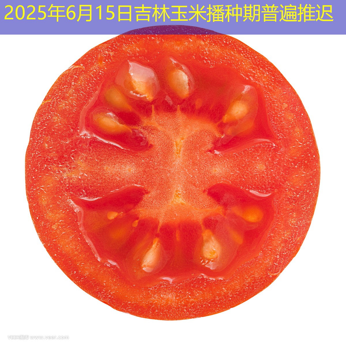 2025年6月15日吉林玉米播种期普遍推迟