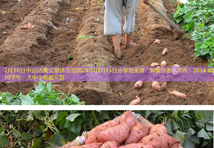 2月10日中山活禽交易休市至2025年03月15日分享到来源：转载作者：发布：2014-02-10字号：大中小收藏文章