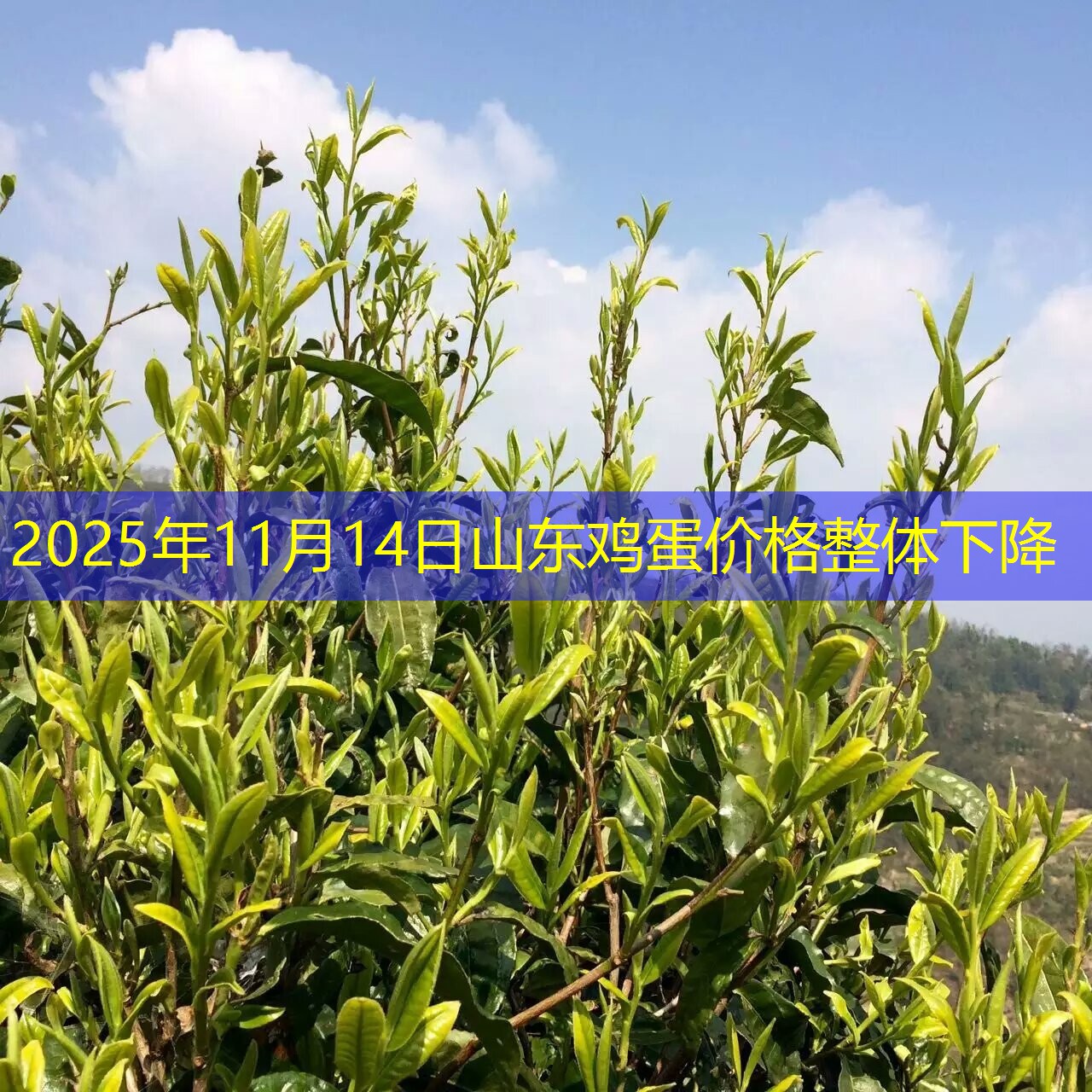 2025年11月14日山东鸡蛋价格整体下降