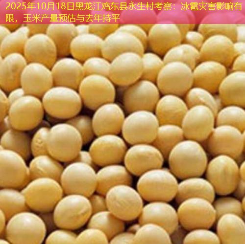 2025年10月18日黑龙江鸡东县永生村考察：冰雹灾害影响有限，玉米产量预估与去年持平