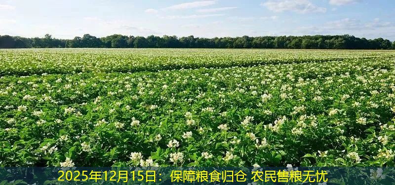 2025年12月15日：保障粮食归仓 农民售粮无忧