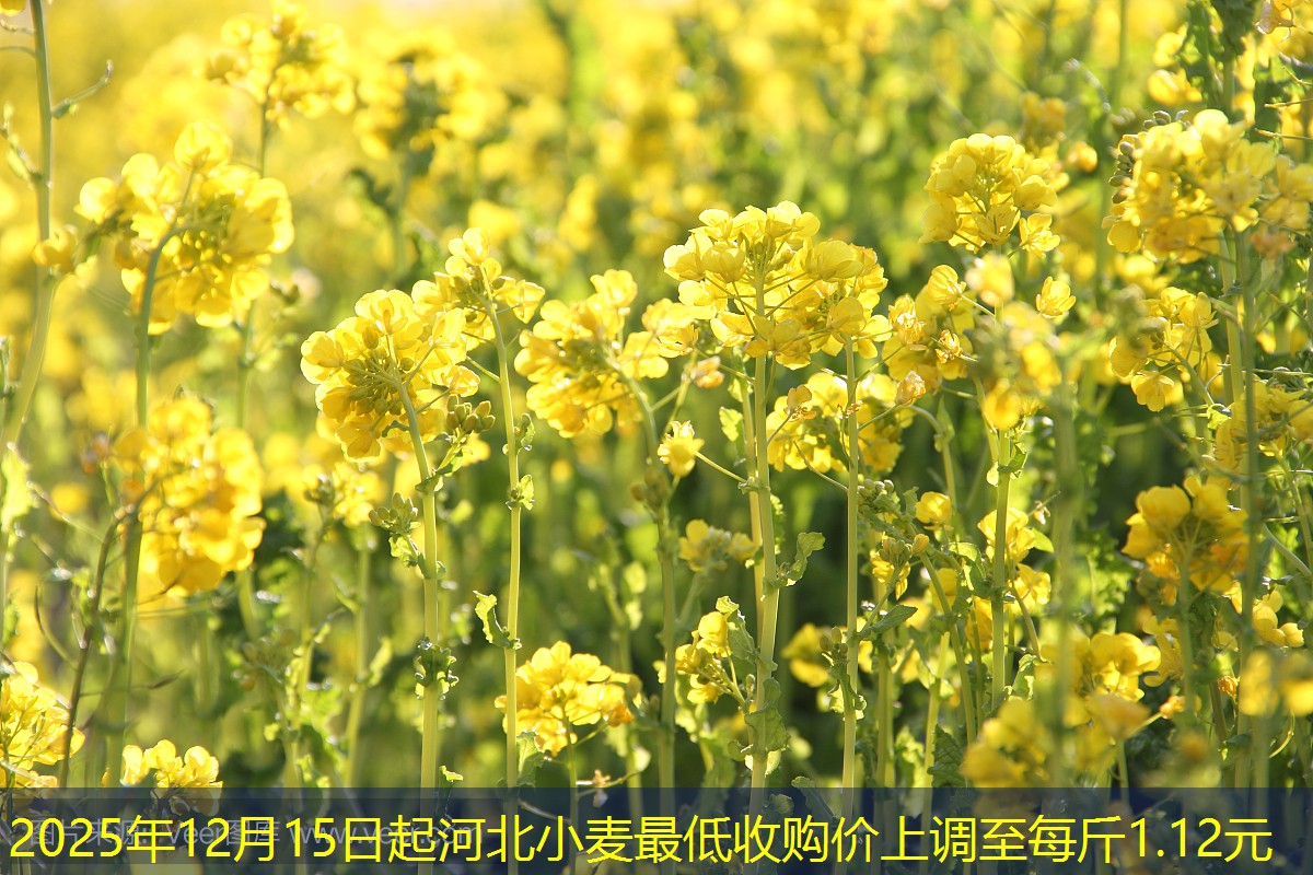 2025年12月15日起河北小麦最低收购价上调至每斤1.12元