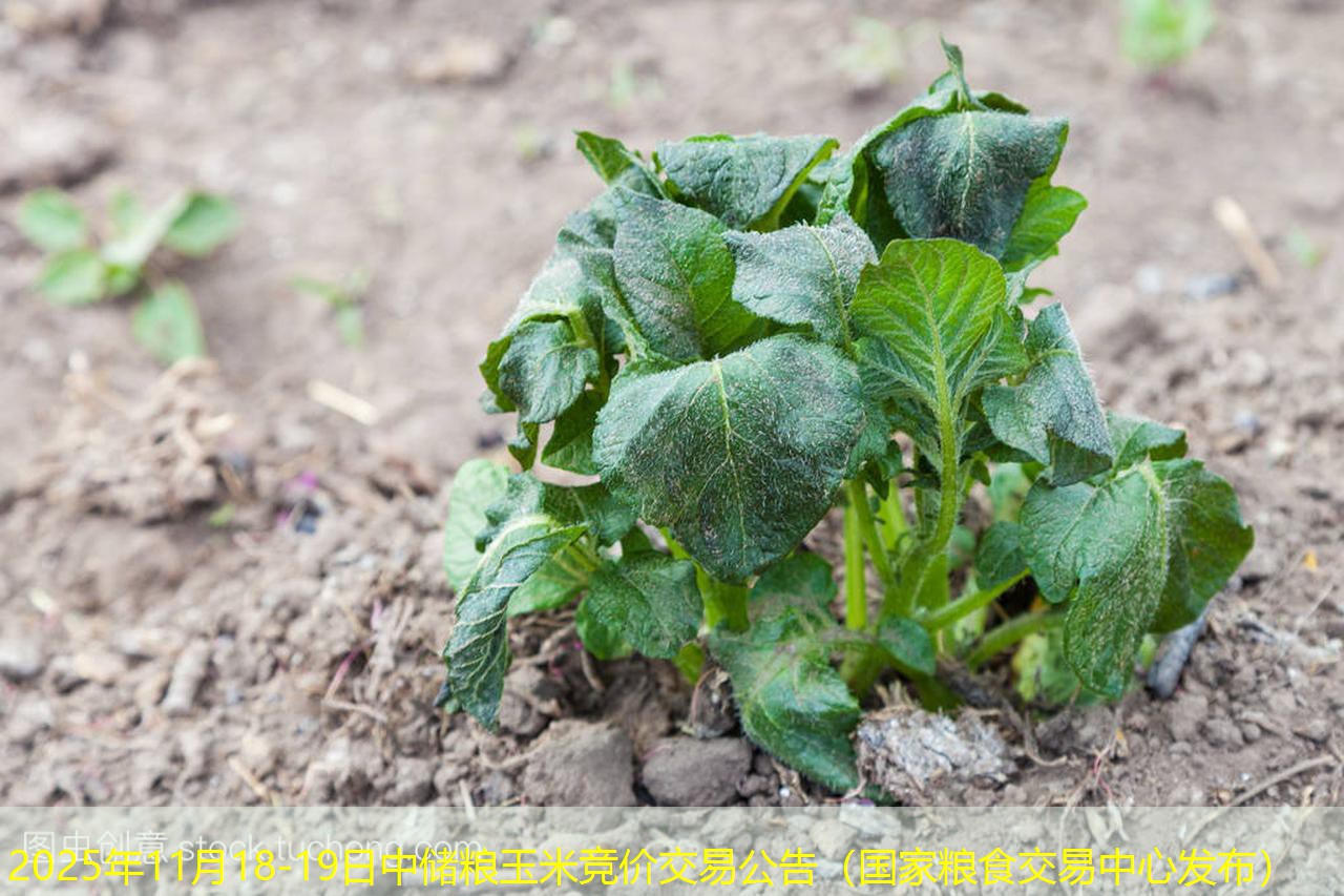 2025年11月18-19日中储粮玉米竞价交易公告（国家粮食交易中心发布）