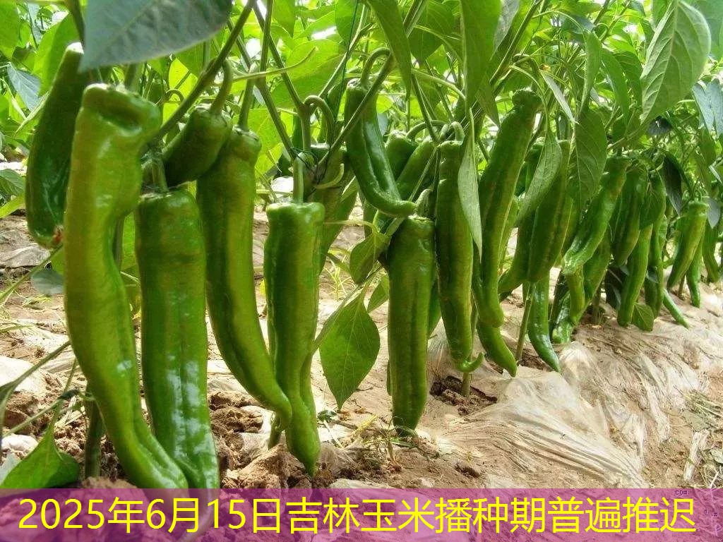 2025年6月15日吉林玉米播种期普遍推迟