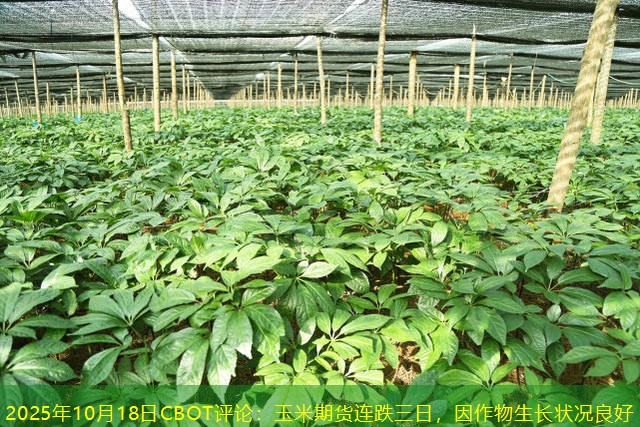 2025年10月18日CBOT评论：玉米期货连跌三日，因作物生长状况良好